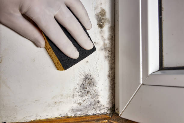 Best Mold removal after water damage  in USA